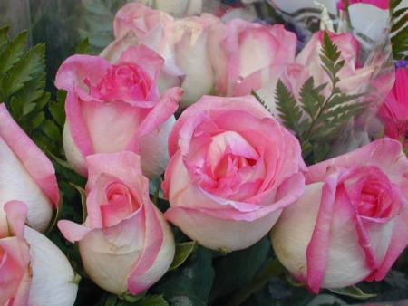 rose pale bi-tons
